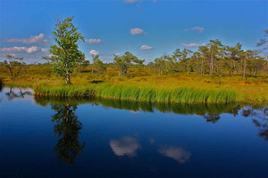 Moor in der Rhön